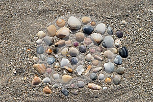 Colorful sea shell arrangement on a coarse sand of Florida coast