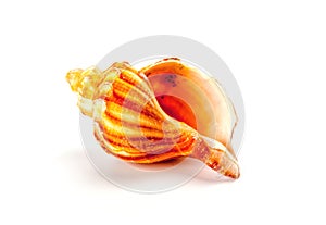 Colorful sea shell isolated on a white background