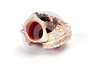 Colorful sea shell isolated on a white background