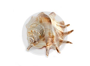 Colorful sea shell isolated on a white background, large size