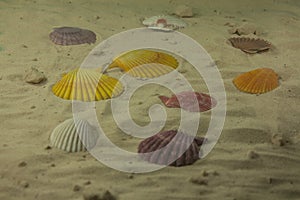 Colorful sea shells