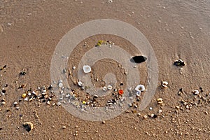 Colorful sea shells on the golden sand of the beach in Saudi Arabia