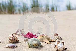 Colorful sea shells sandy beach