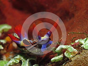 Colorful sea slug