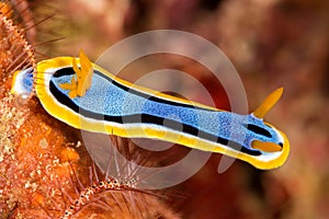 colorful sea slug chromodoris annae Berg