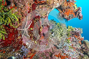 Colorful Sea Star on Vibrant Coral Reef Wall in Fuvahmulah, Maldives