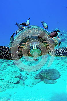 Colorful sea turtle surrounded by fish