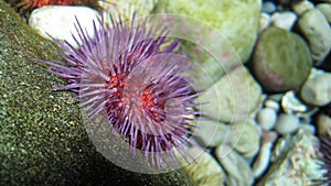 Colorful sea urchin.