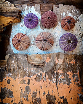 Colorful sea urchin shells collection on grunge weathered wood background