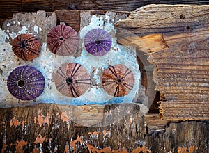 Colorful sea urchin shells collection on grunge weathered wood background