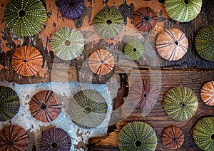 Colorful sea urchin shells collection on grunge weathered wood background, some space for text.