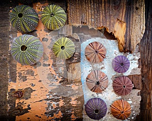 Colorful sea urchin shells collection on grunge weathered wood background, some space for text.