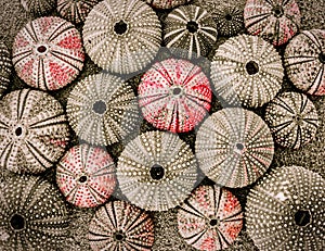 Colorful sea urchin shells on a sandy beach, op view closeup.