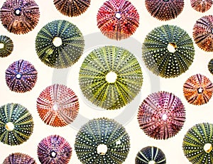 Colorful sea urchin shells top view close up