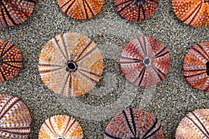 Colorful sea urchin shells on wet sand beach