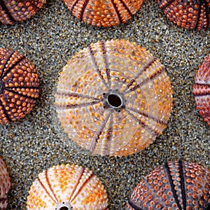 Colorful sea urchin shells on wet sand beach, light vignetting