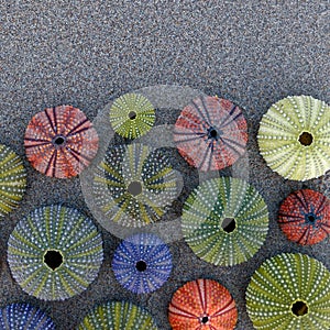 Colorful sea urchin shells on wet sand top view close up, some space for your text.