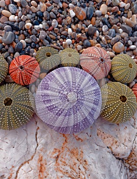 Colorful sea urchins on the beach