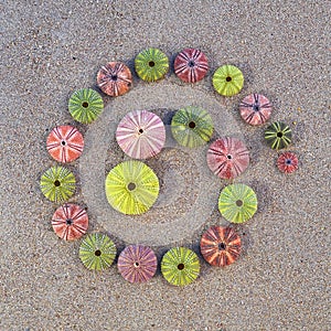 Colorful sea urchins on the beach