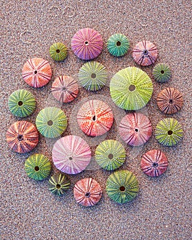 Colorful sea urchins on the beach