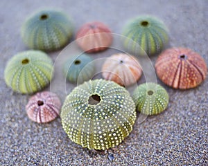 Colorful sea urchins on the beach