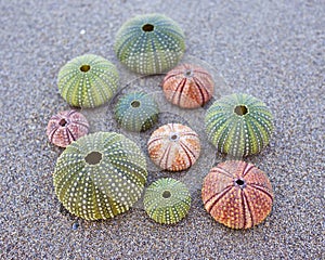 Colorful sea urchins on the beach