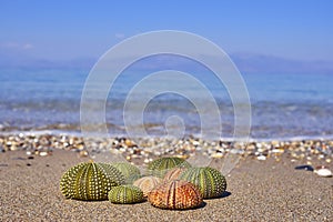 Colorful sea urchins on the beach