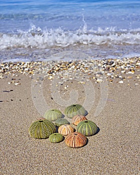 Colorful sea urchins on the beach