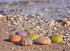 Colorful sea urchins on the beach and sea waves on the background