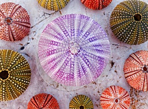 Colorful sea urchins collection on wet white marble