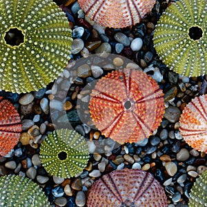 Colorful sea urchins on pebbles beach top view