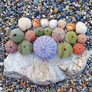 Colorful sea urchins and shells on the beach