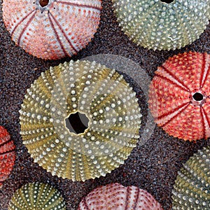 Colorful sea urchins shells on wet sand beach