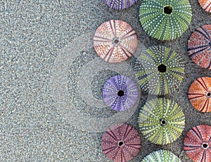 Colorful sea urchins shells on wet sand beach top view