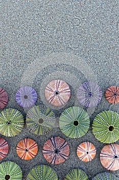 Colorful sea urchins shells on wet sand beach top view with space for your text