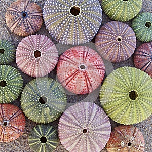 Colorful sea urchins on wet sand beach