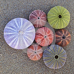 Colorful sea urchins on wet sand beach