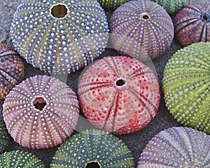 Colorful sea urchins on wet sand beach