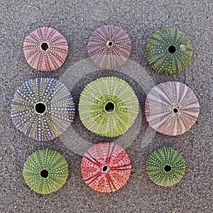 Colorful sea urchins on wet sand beach