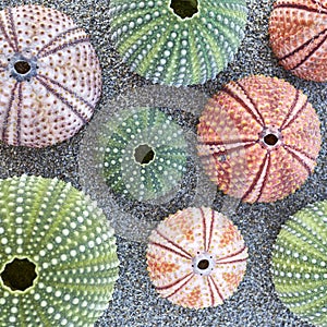 Colorful sea urchins on wet sand beach