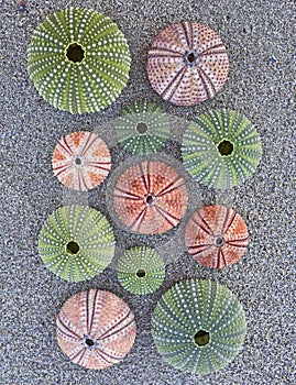 Colorful sea urchins on wet sand beach