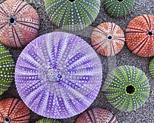 Colorful sea urchins on wet sand beach