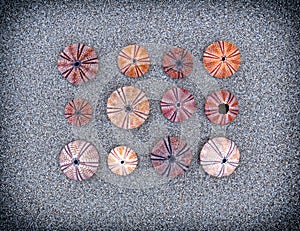 Colorful sea urchins on wet sand beach, filtered image