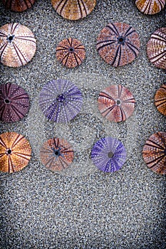 Colorful sea urchins on wet sand beach, filtered image