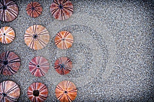 Colorful sea urchins on wet sand beach, filtered image