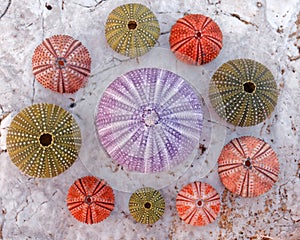 Colorful sea urchins on white marble background