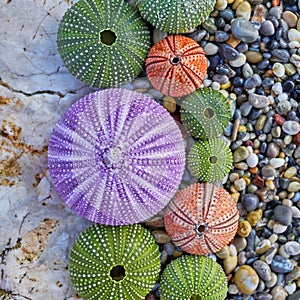 Colorful sea urchins on white rock and pebbles beach