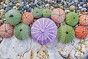 Colorful sea urchins on white rock and pebbles beach