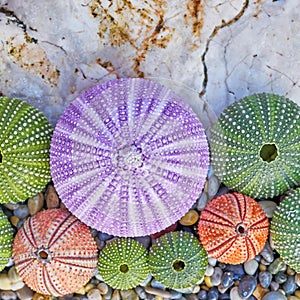 Colorful sea urchins on white rock and pebbles beach