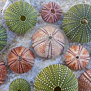 Colorful sea urchins on white wet rock beach